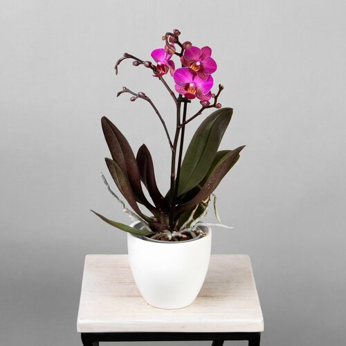 Фаленопсис Колибри Фиолетовый 1 ст (D-9, Н-40)