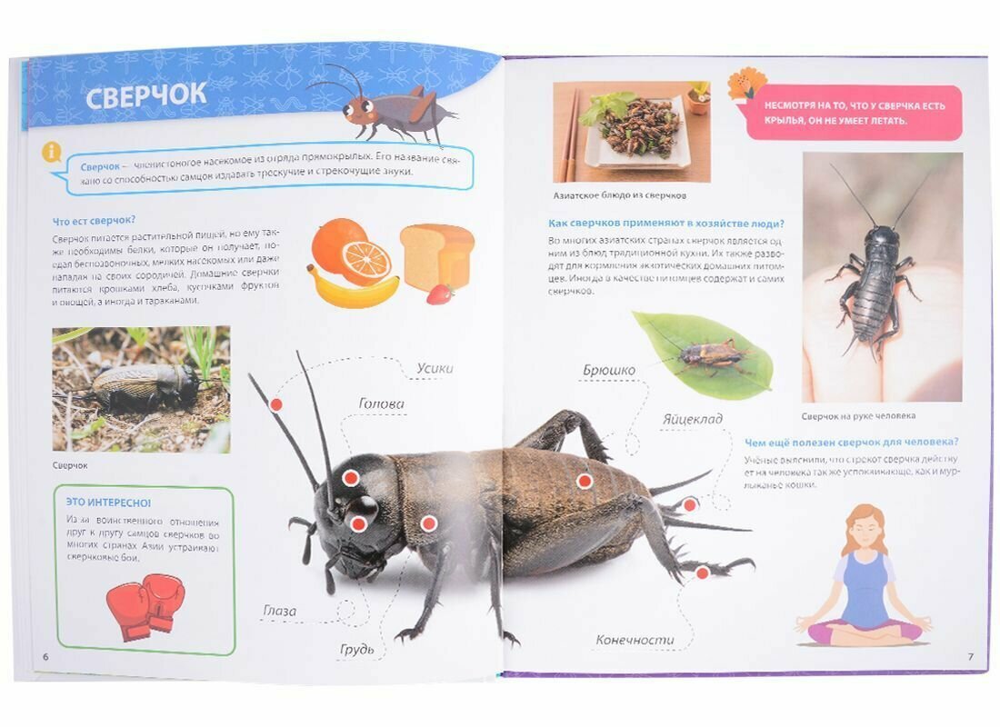 Всё о насекомых малышам (Ктиторова Екатерина (редактор)) - фото №18