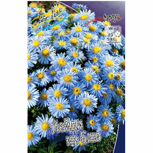 Саженец ОКС Астра кустарниковая Lady In Blue (1 шт.)