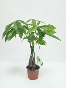 Основная фотография от вендора