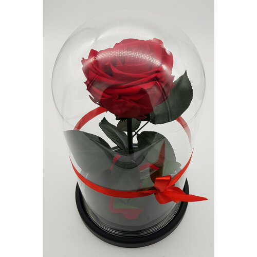 Роза в колбе премиум хит бордовая 271511см 4399₽