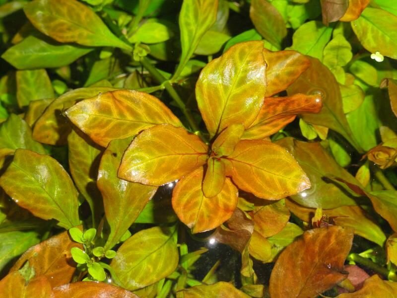 Людвигия темно-оранжевая 3 ветки (Ludwigia spec. Dark Orange). Аквариумное растение. - фотография № 2