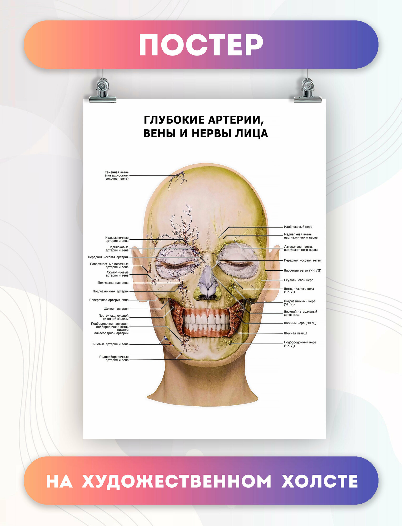 Постер на холсте глубокие артерии, вены и нервы лица (16) 30х40 см