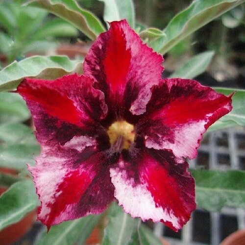 Адениум, Adenium Obesum Desert Rose GALAXY HEART, семена, цветы