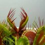 Семена Венерина мухоловка 5 шт (Dionaea muscipula), хищное растение, которое ест мух