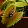 Семена Венерина мухоловка 5 шт (Dionaea muscipula), хищное растение, которое ест мух