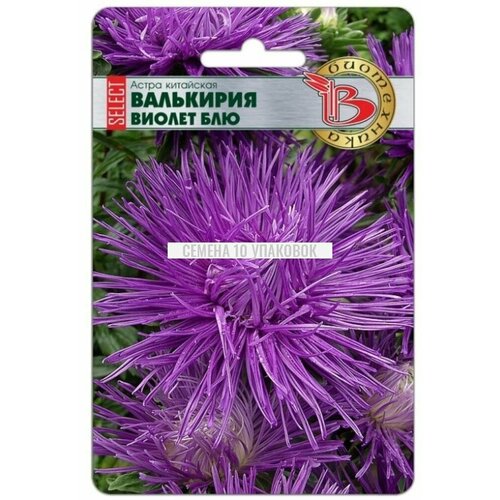 Семена 10 упаковок! Астра Валькирия селект Виолет Блю китайская 30шт Одн 70см (Биотехника)