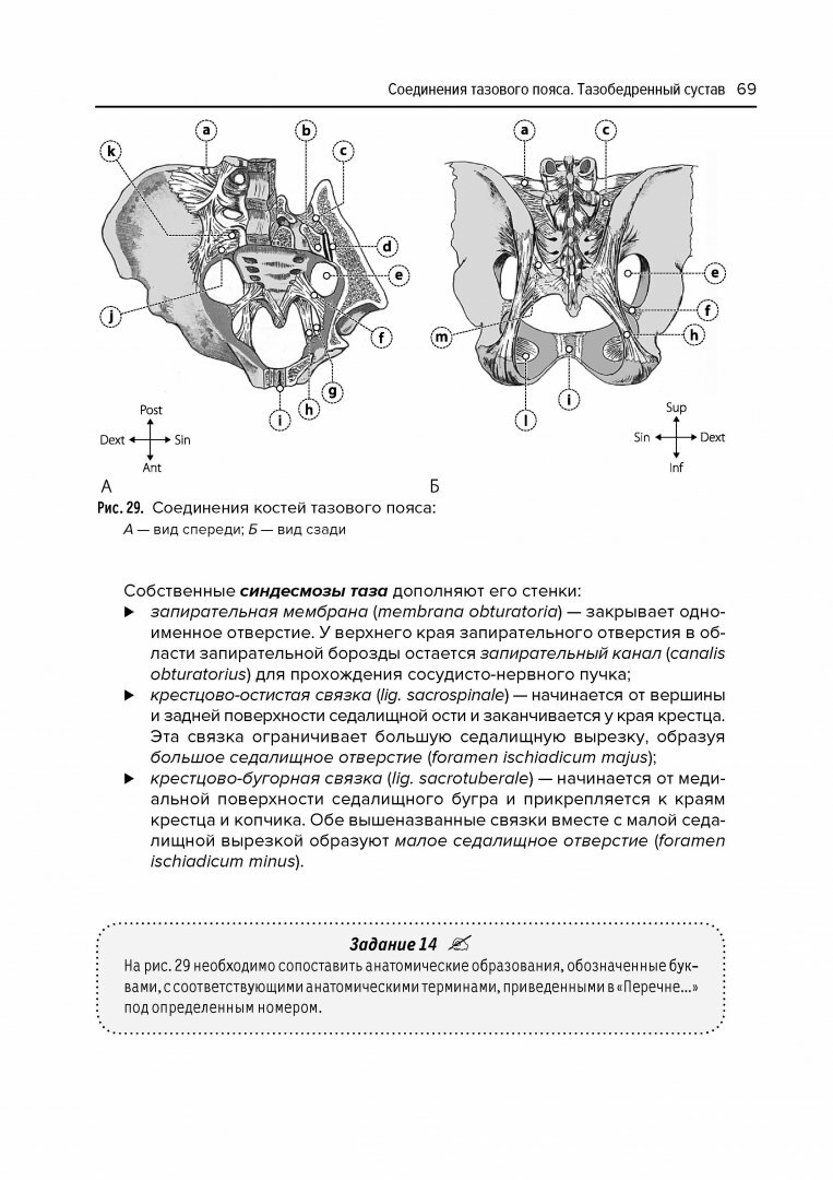 Анатомия соединений (Козлов Валентин Иванович) - фото №17