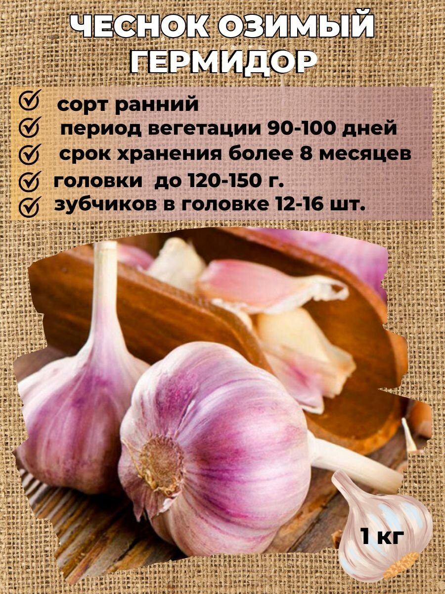 Чеснок озимый на посадку 1кг.