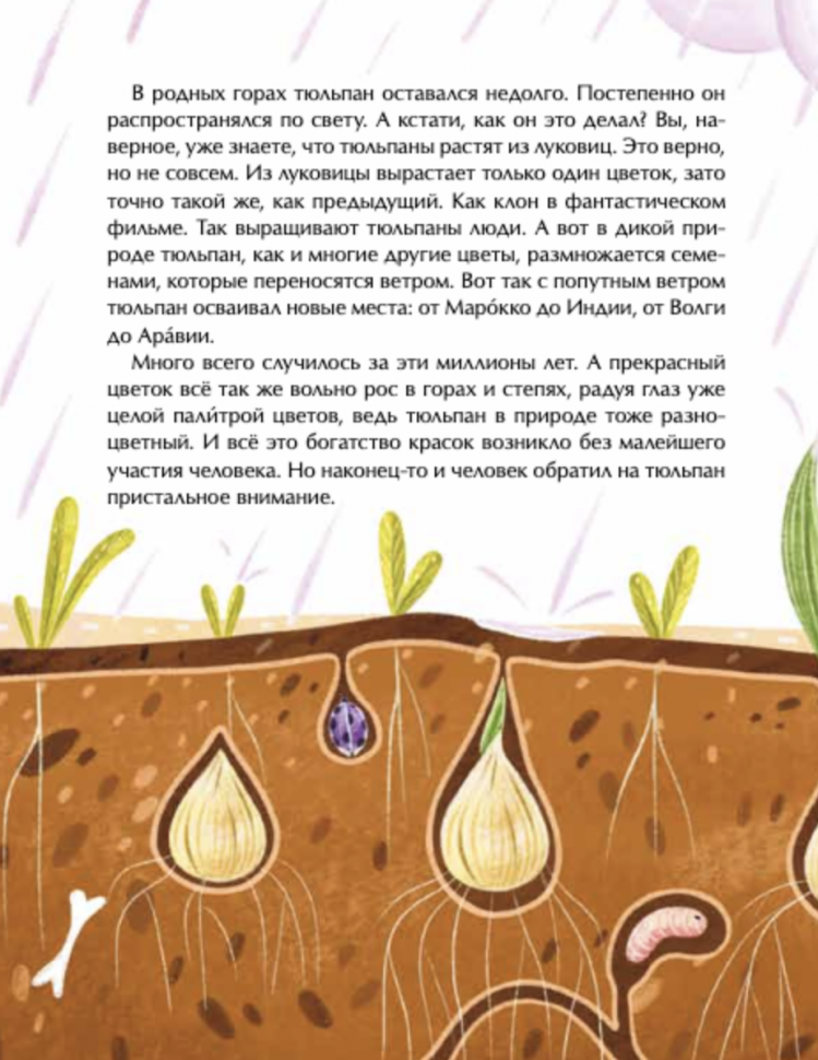 Тюльпан. Цветок султанов и мельников - фото №8