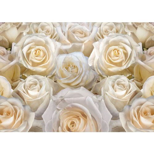 Моющиеся виниловые фотообои GrandPiK Белые розы, 280х200 см