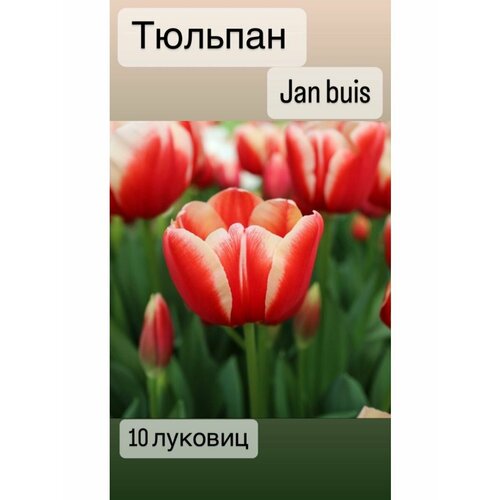 Тюльпаны луковицы 10штук