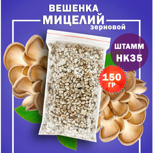 Мицелий вешенки зерновой, семена грибов (штамм НК-35) - 150г