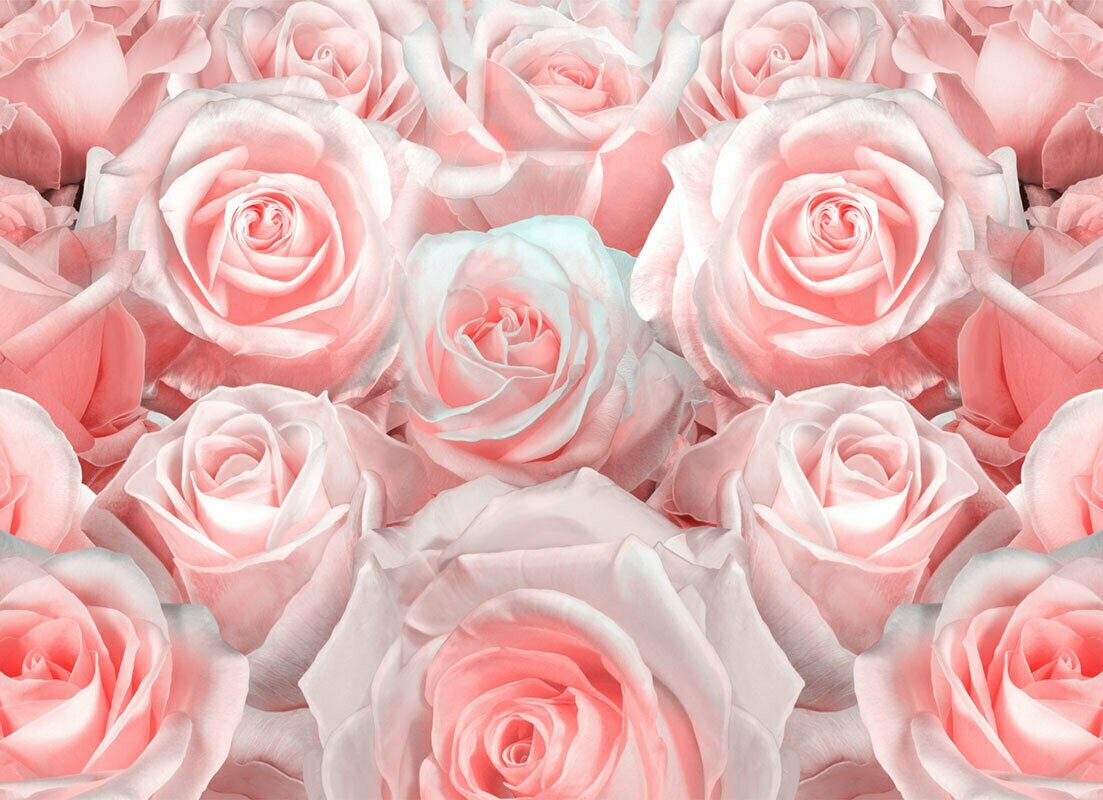 Моющиеся виниловые фотообои GrandPiK Бутоны роз с коралловым оттенком, 200х145 см