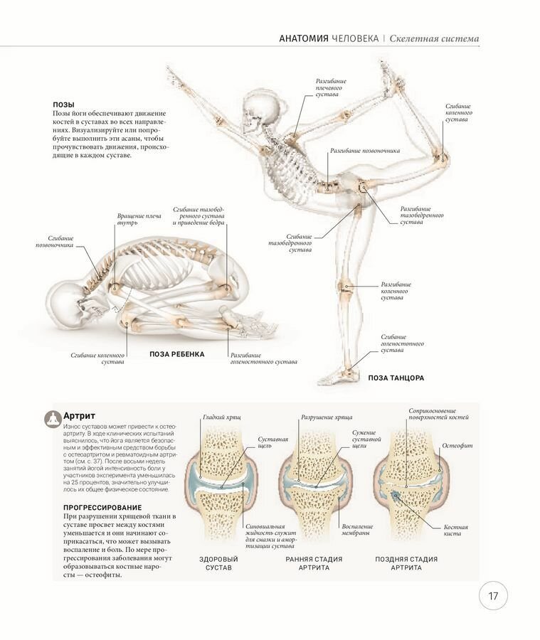 Анатомия и физиология йоги. Совершенствование практики ключевых асан - фото №14