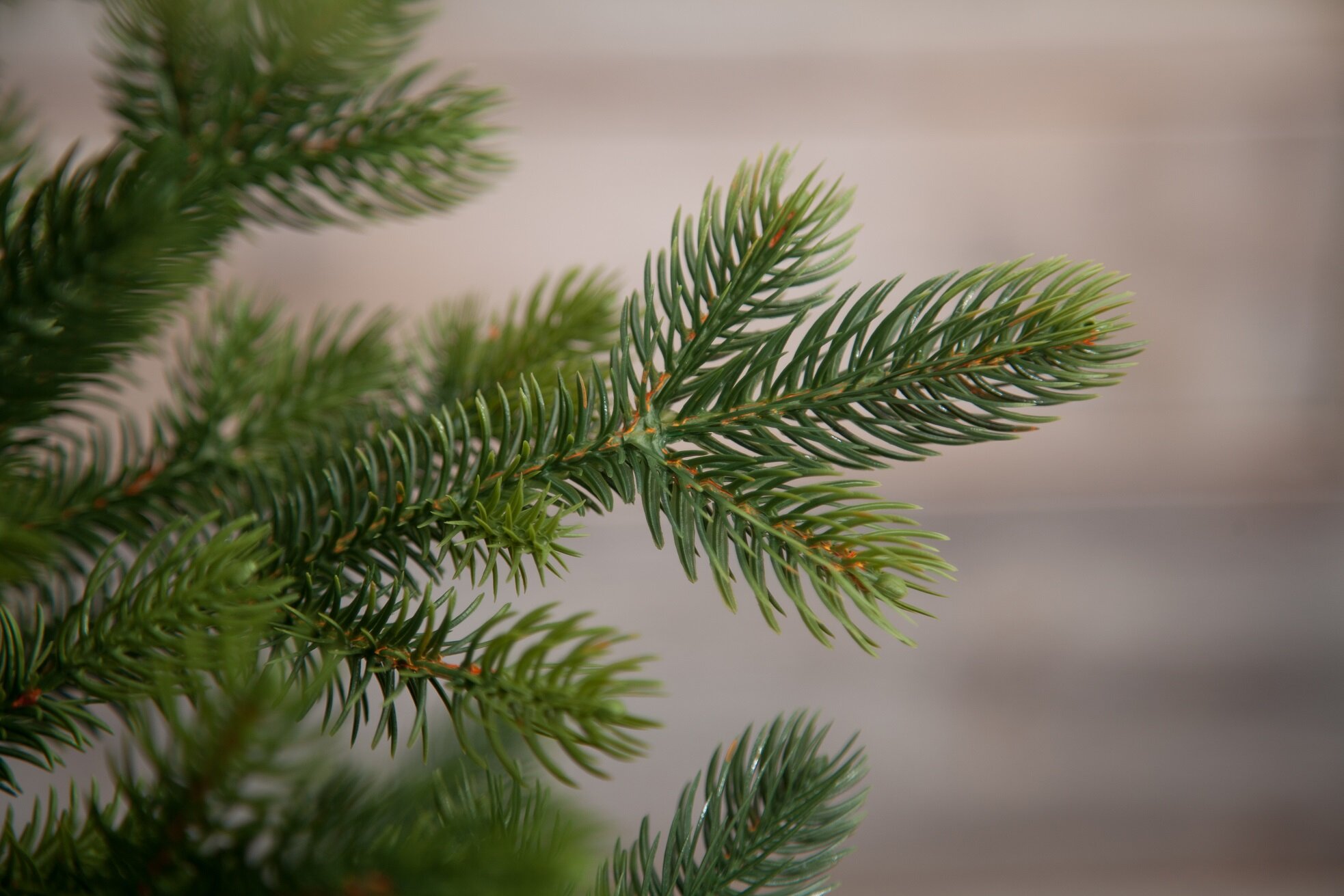 Елка — фото 1