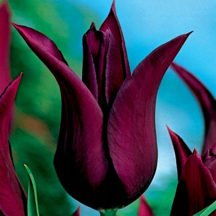 Тюльпан лилиецветный Бургунди (3 луковицы) - фотография № 4
