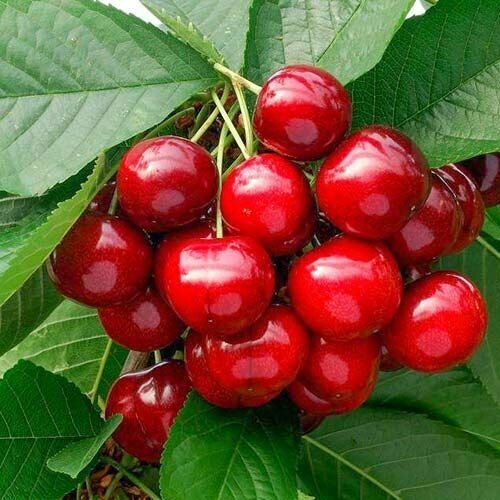 Черешня Наполеон красная саженец