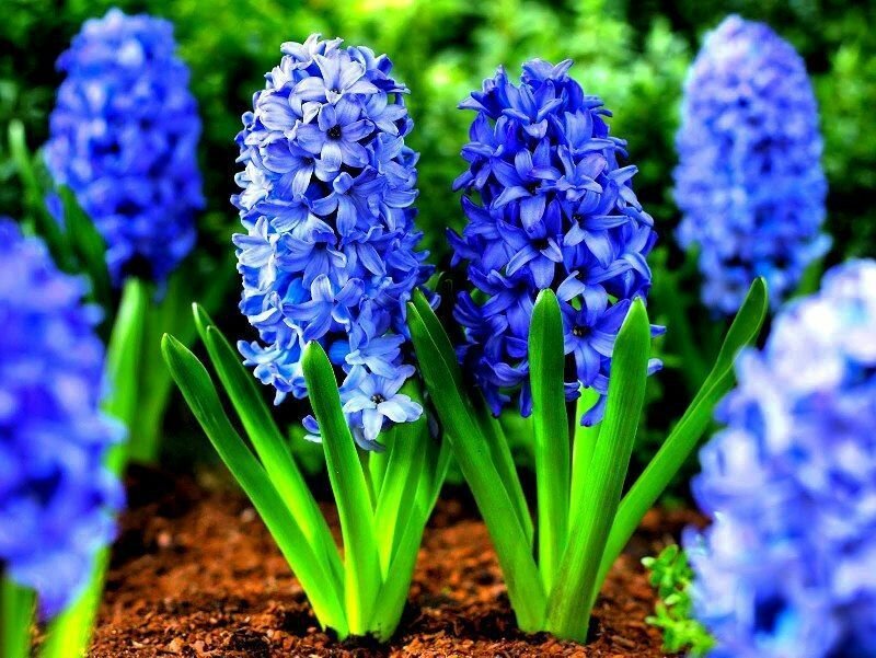 Луковицы многолетних цветов Гиацинт "BLUE PEARL" 3шт в упаковке "Высший сорт" - фотография № 2