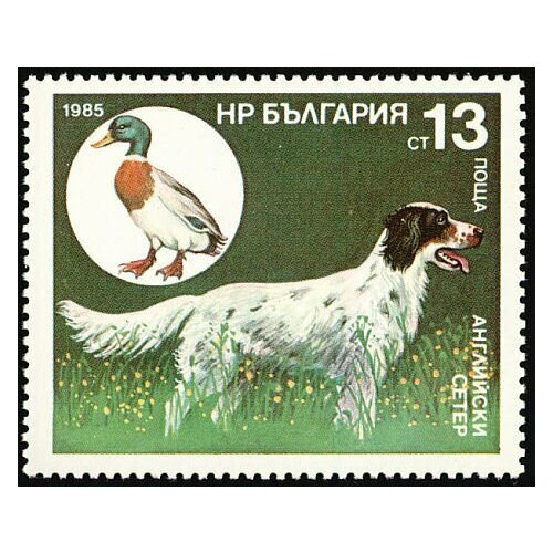 (1985-121) Марка Болгария Английский сеттер Охотничья собака III Θ 1985 120 марка болгария ирландский сеттер охотничья собака iii θ
