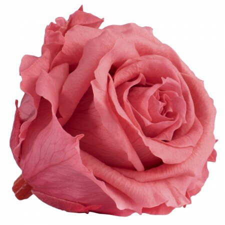 Роза RSX/2490, розовая, 6 бутонов
