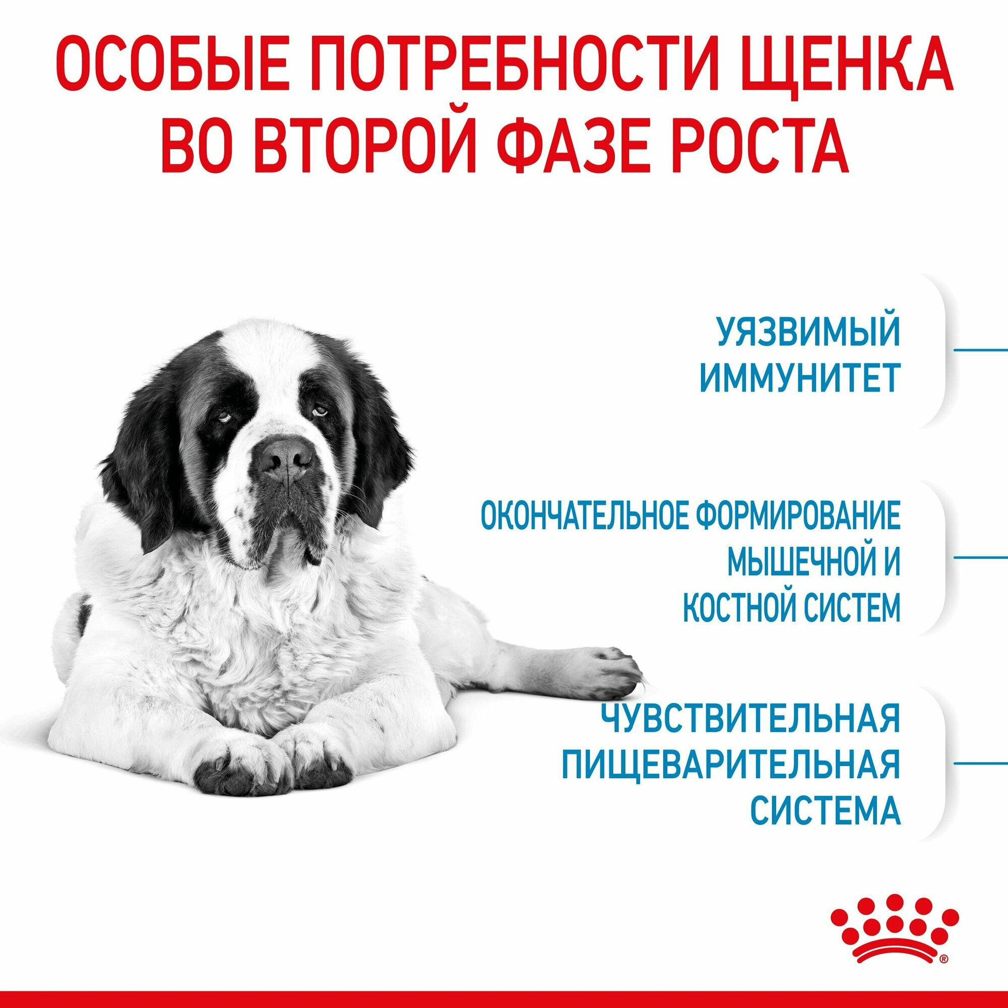 Корм для собак Royal Canin Корм Giant Junior (Джайнт Юниор) сухой для щенков очень крупных размеров до 8 месяцев, 3,5 кг - фотография № 16