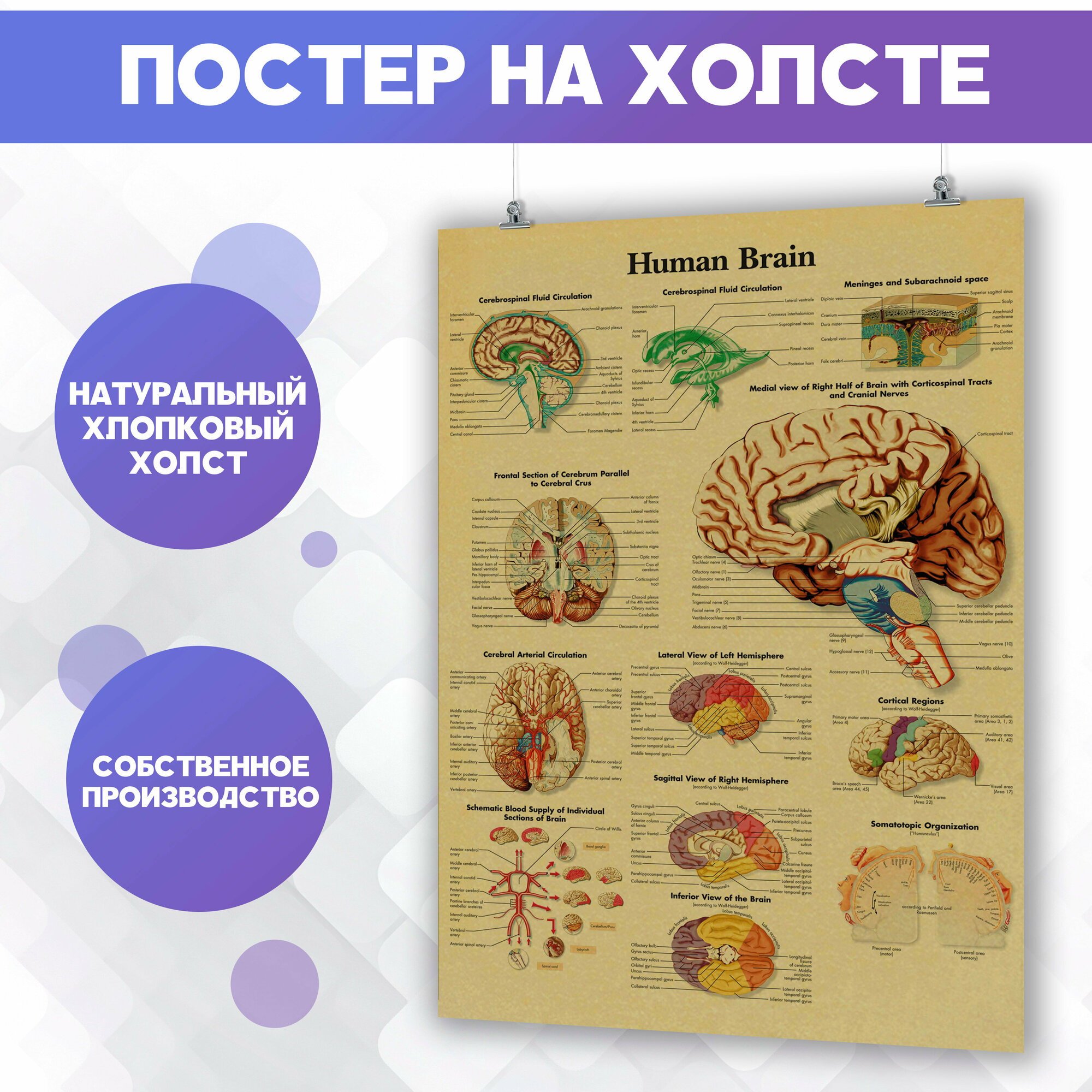 Постер на холсте Анатомия человека мозг 30х40 см