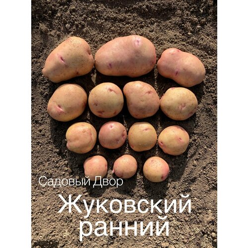 Картофель семенной сорт жуковский ранний, комплект 10 клубней, ур. 2023, Элита
