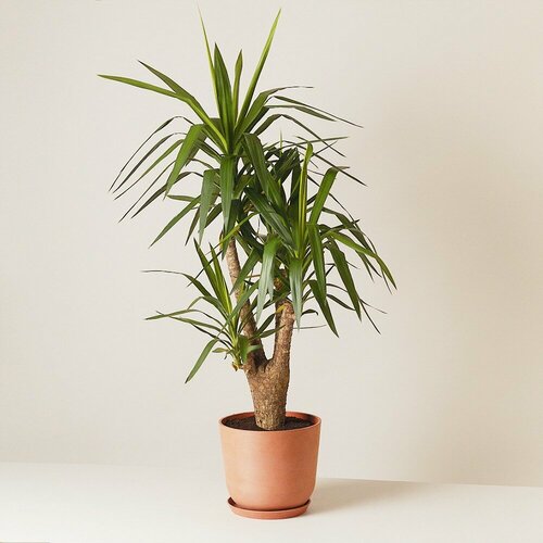 Комнатные растения в горшках Roots Flowers Юкка d30