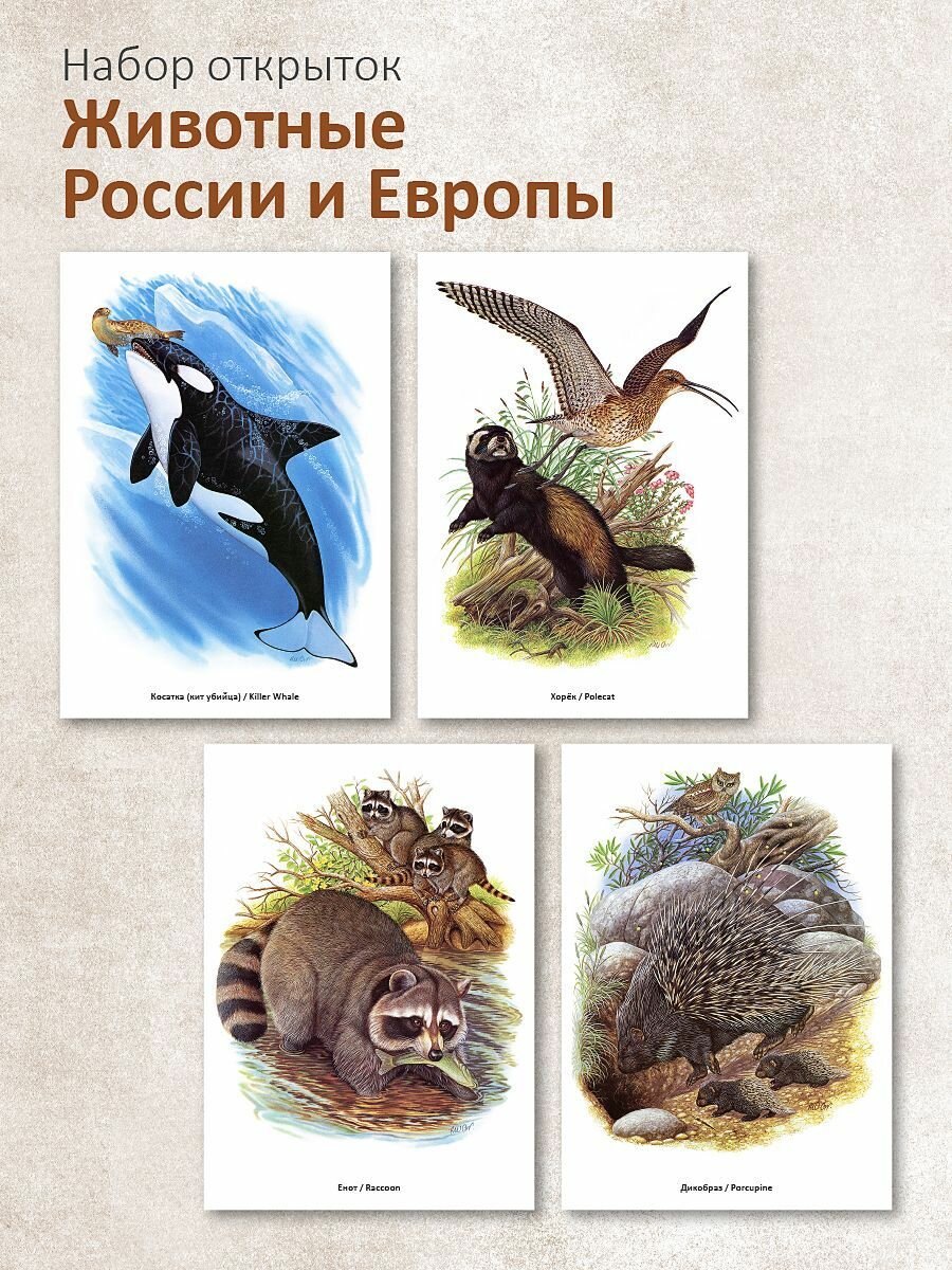 Набор почтовых открыток "Животные России и Европы"