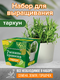 тархун