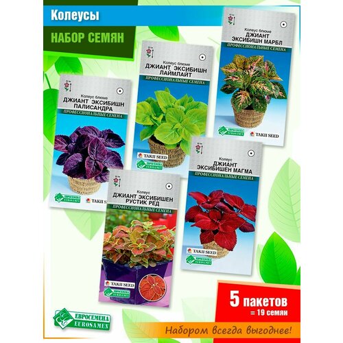 Набор семян комнатных цветов Колеусы от компании Евросемена (5 пачек)