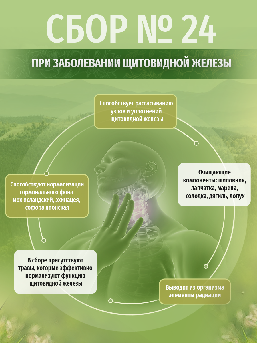 Картинки Травы Кавказа травяной сбор № 24 При заболевании щитовидной железы