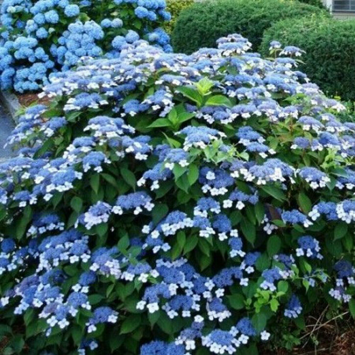 Гортензия пильчатая Блюберд (Hydrangea serrata Bluebird) / 1 шт