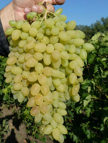 Изображение товара Виноград кишмиш "Сверхранний", многолетнее растение, срок созревания ранний, 1