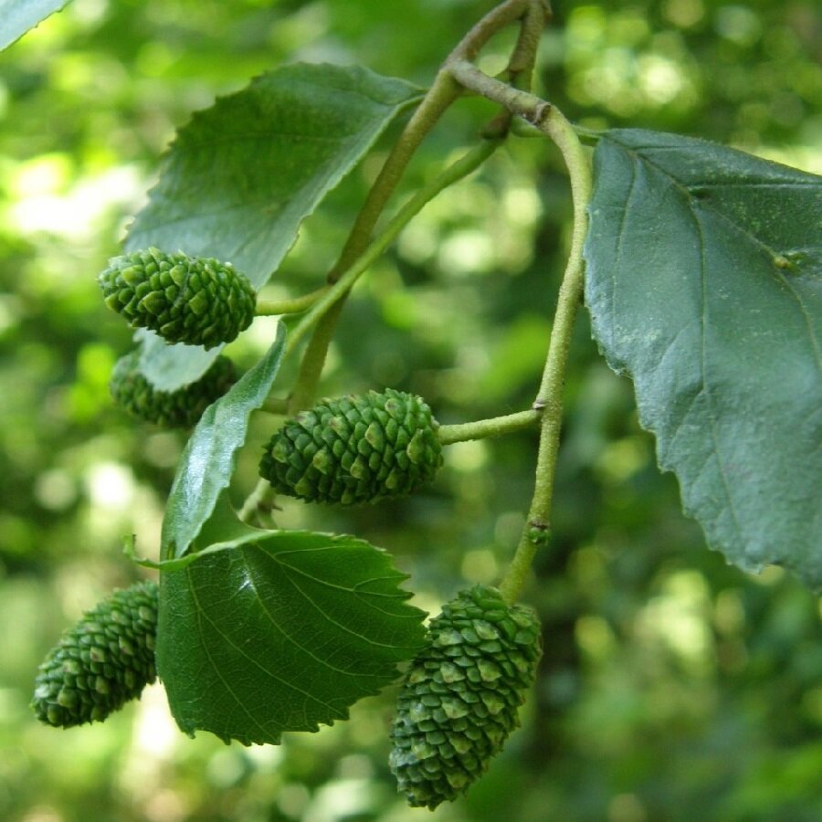 Семена Deodar SEEDS COMPANY Ольха черная 50 шт.