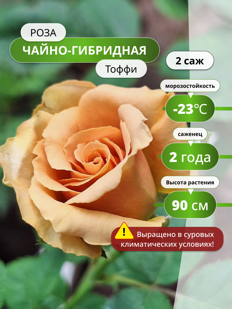 Роза чайно-гибридная Тоффи (Toffee) 2 шт карамельный бежевый розы