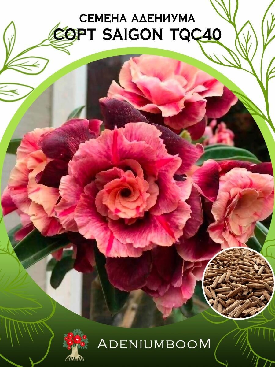 Семена Адениума Обесум от Saigon Adenium TQC40 (4шт.) /семена редких комнатных цветов суккулентов многолетних цветущих растений/AdeniumBoom
