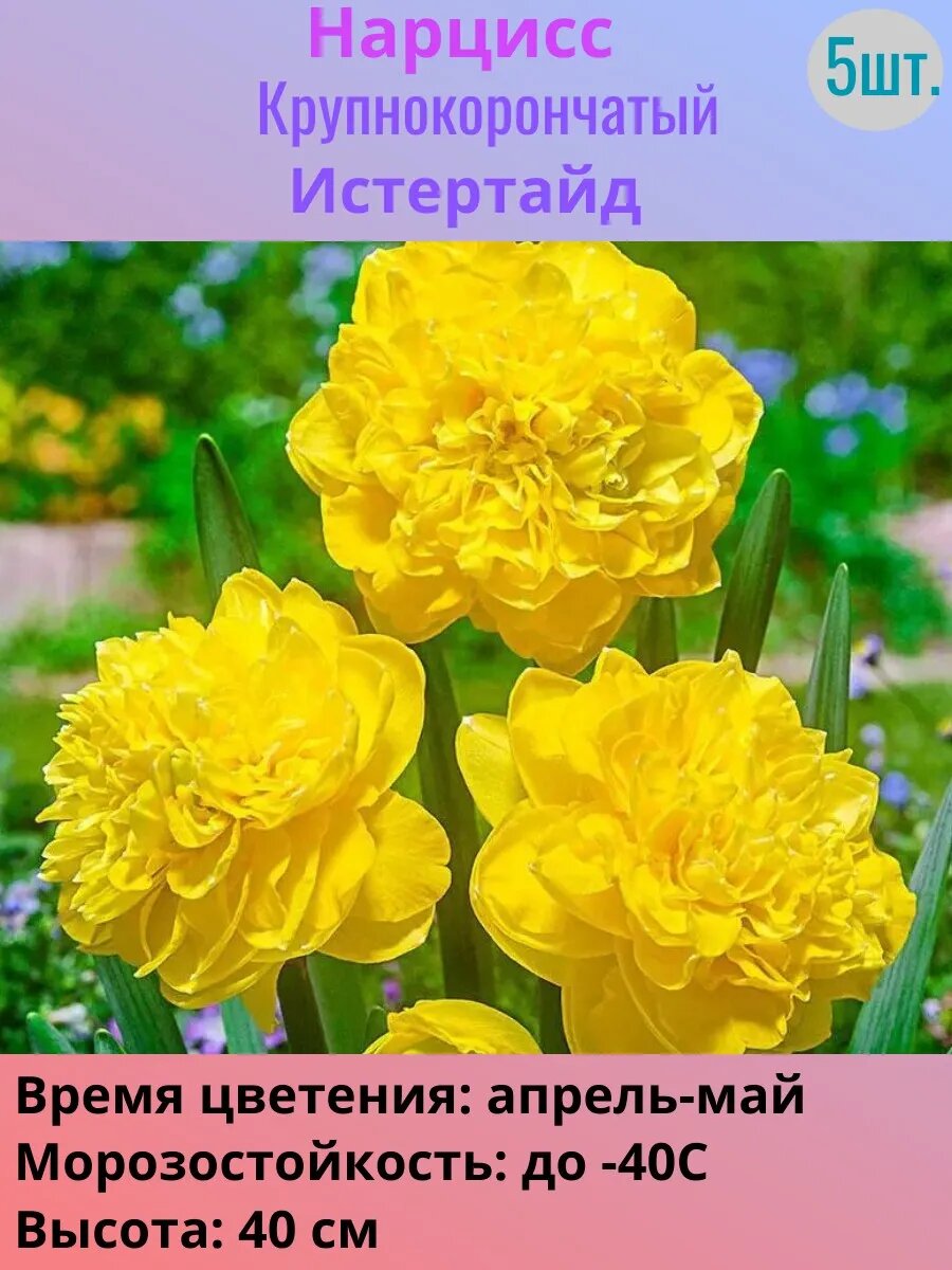 Нарциссы многолетние луковицы 5 штук