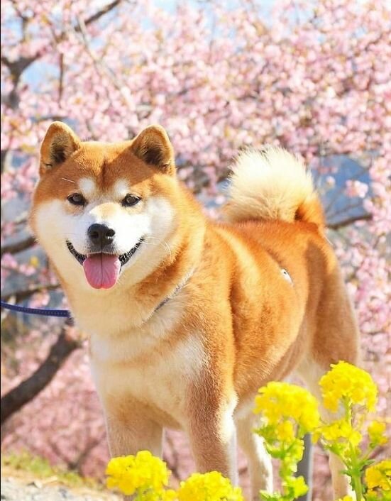 Алмазная мозаика