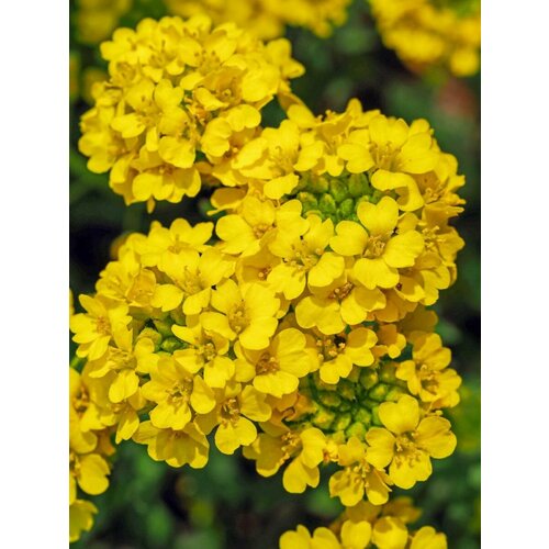 Семена Алиссум скальный (Alyssum saxatile), 30 штук