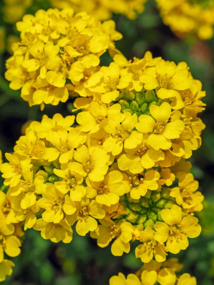 Семена Алиссум скальный (Alyssum saxatile) 30 штук