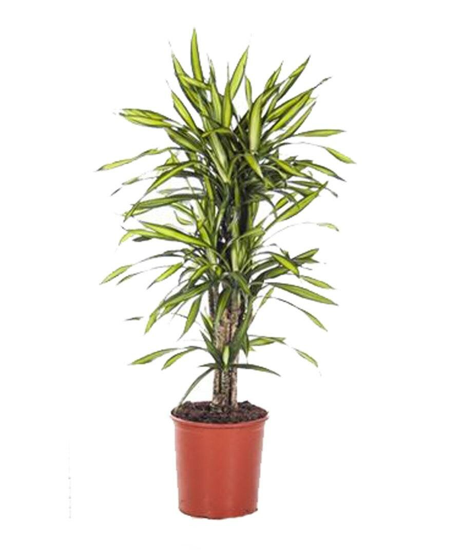 Драцена душистая Рики бранч - Dracaena fragrans Riki Branched D27 H110