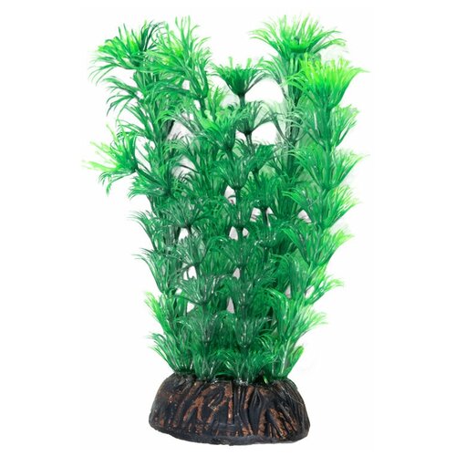 Растение "Амбулия" зеленая, 200мм, 1шт