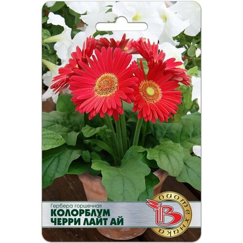 Семена Герберы горшечной 