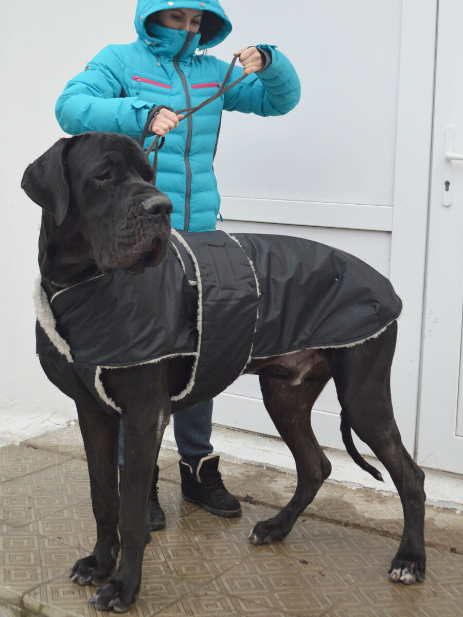 Попона зимняя для собак на меху черная 80 - фотография № 2