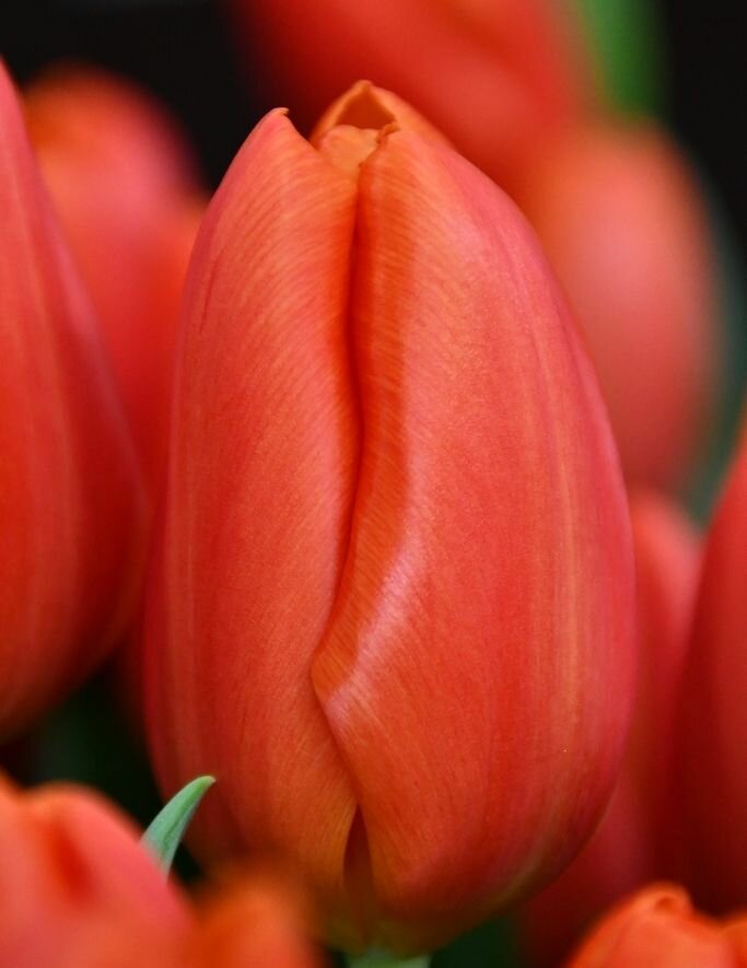 Луковицы тюльпана Orаnge juice (5шт.) - фотография № 2