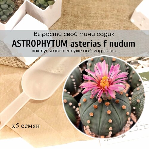 Семена голого кактуса Astrophytum asterias f nudum / Астрофитум астериас вар. Нудум из питомника Таиланда от Бюро семян суккулентов