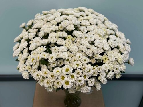 Изображение товара Букет wowflo "Хризантемы Сантини", монобукет из 25 цветов, высота 60 см, белый