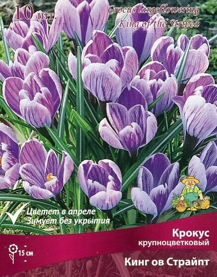 Крокус крупноцветковый Кинг оф Страйпт 10 луковиц. Агрофирма Поиск — фото 10